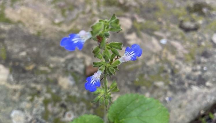 Salvia rastrera