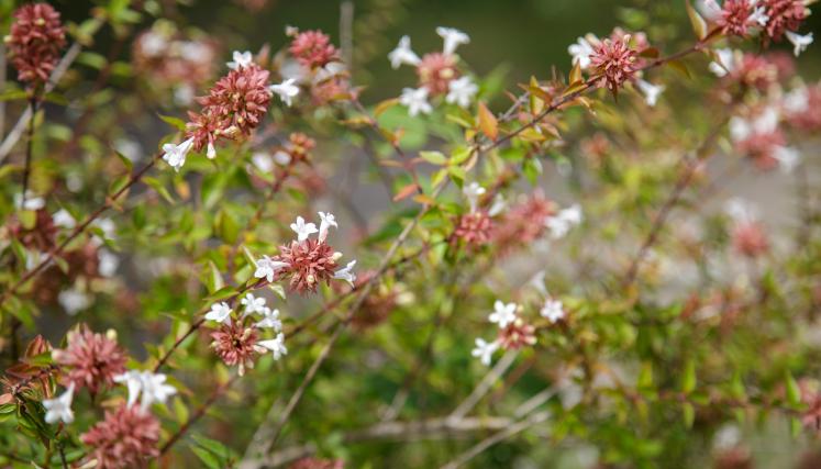 Abelia Grandiflora 3.jpg