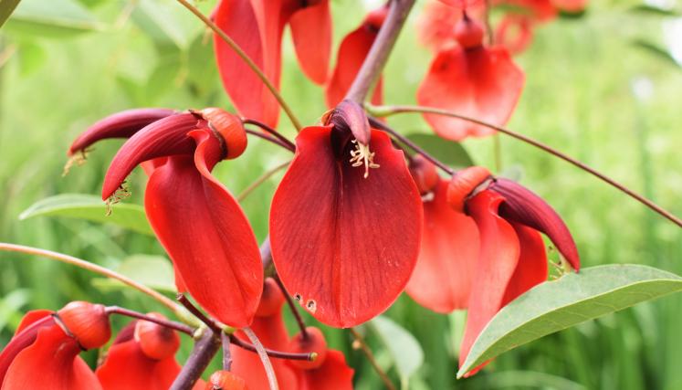 Ceibo (Erythrina crista-galli).JPG