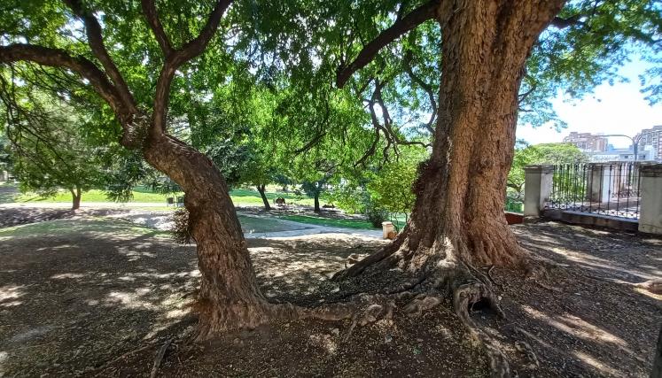 Gleditsia de Parque Lezama