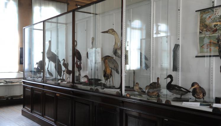 Sala de Ciencias Naturales, actualmente se encuentra en reparación. En los orígenes del Primer   Museo para la Escuela Primaria esta sala se denominó Museo Ángel Gallardo.