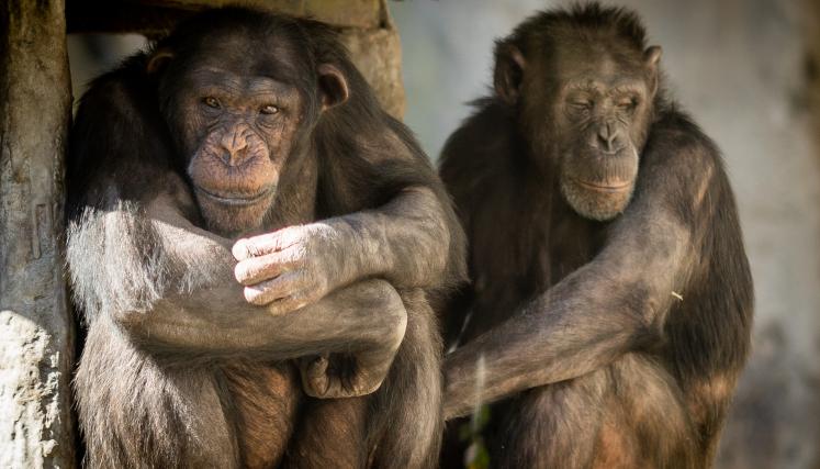 Los dos chimpancés del Ecoparque serán trasladados a un santuario en el Reino Unido